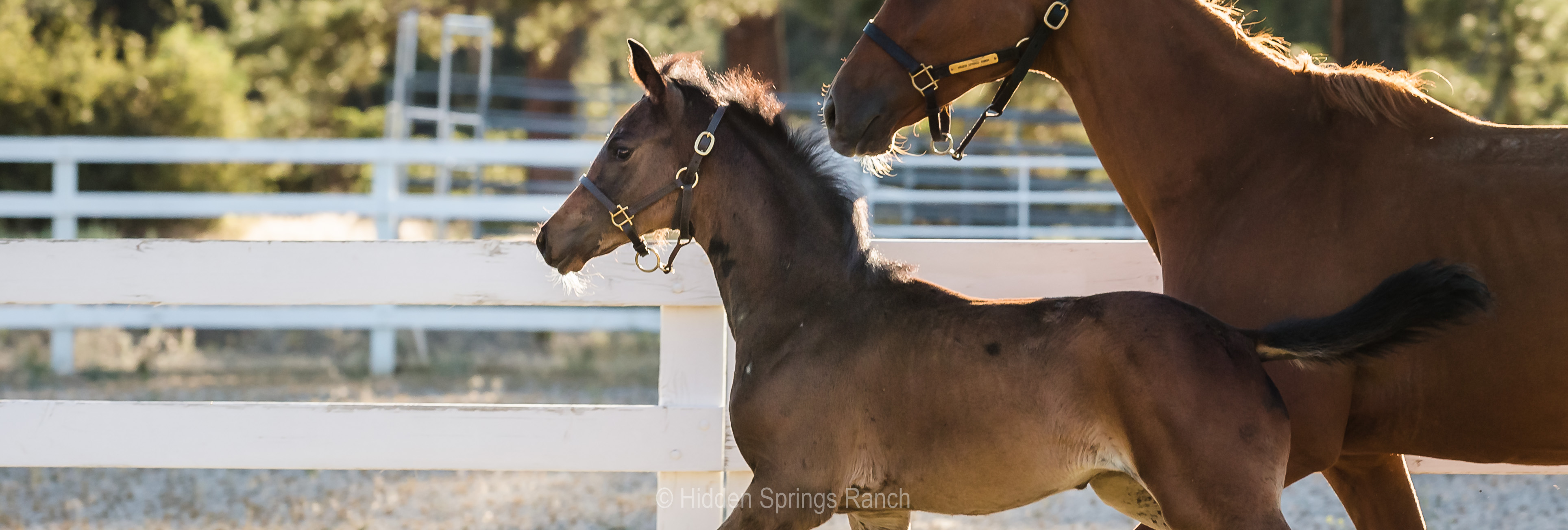 Chestnut mare and foal