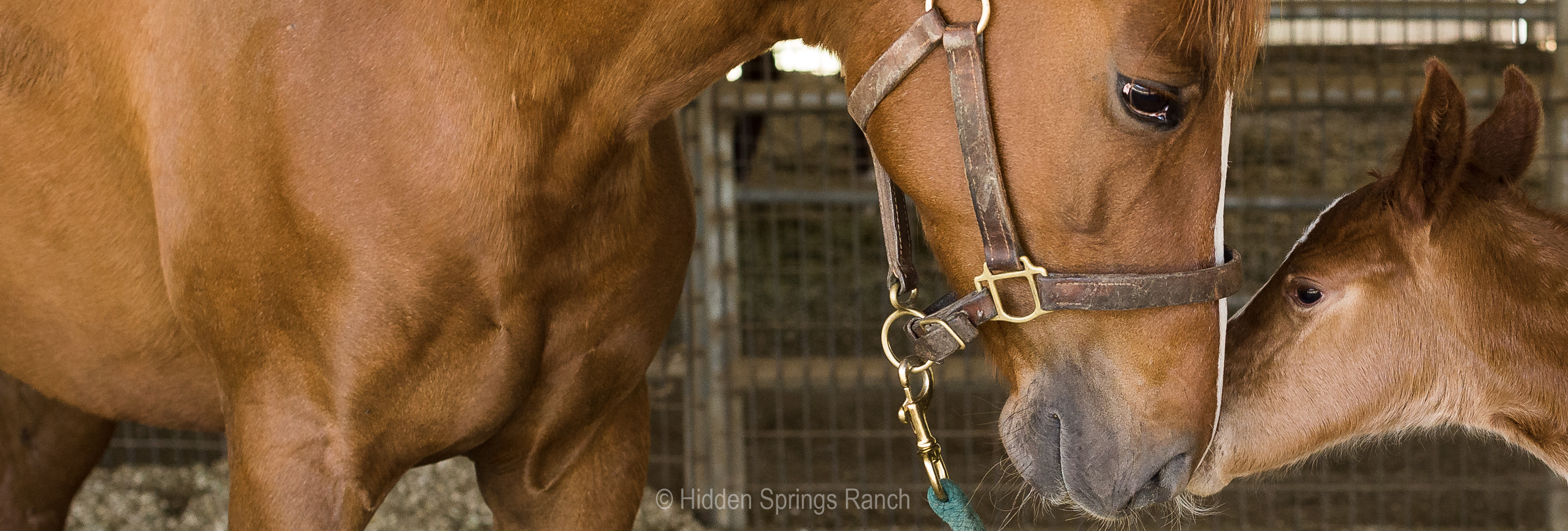 Mare and foal