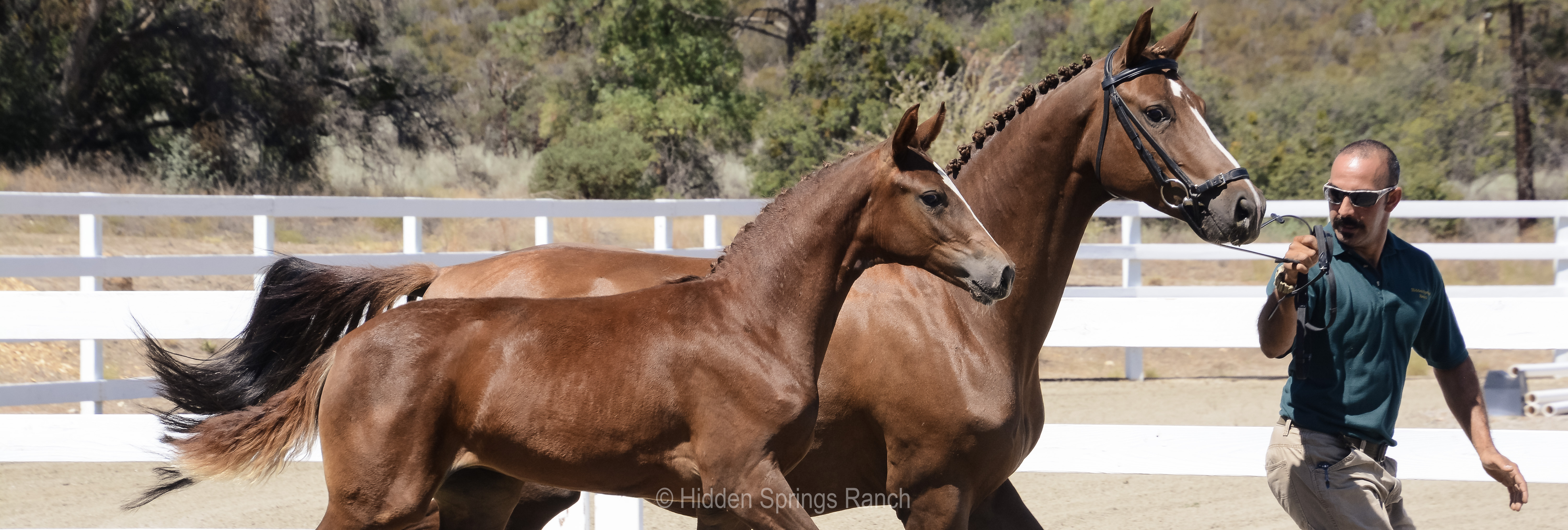 Mare and foal at inspection