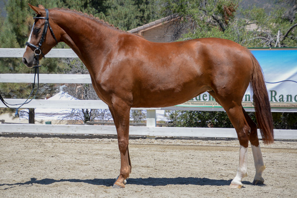 Mares in field