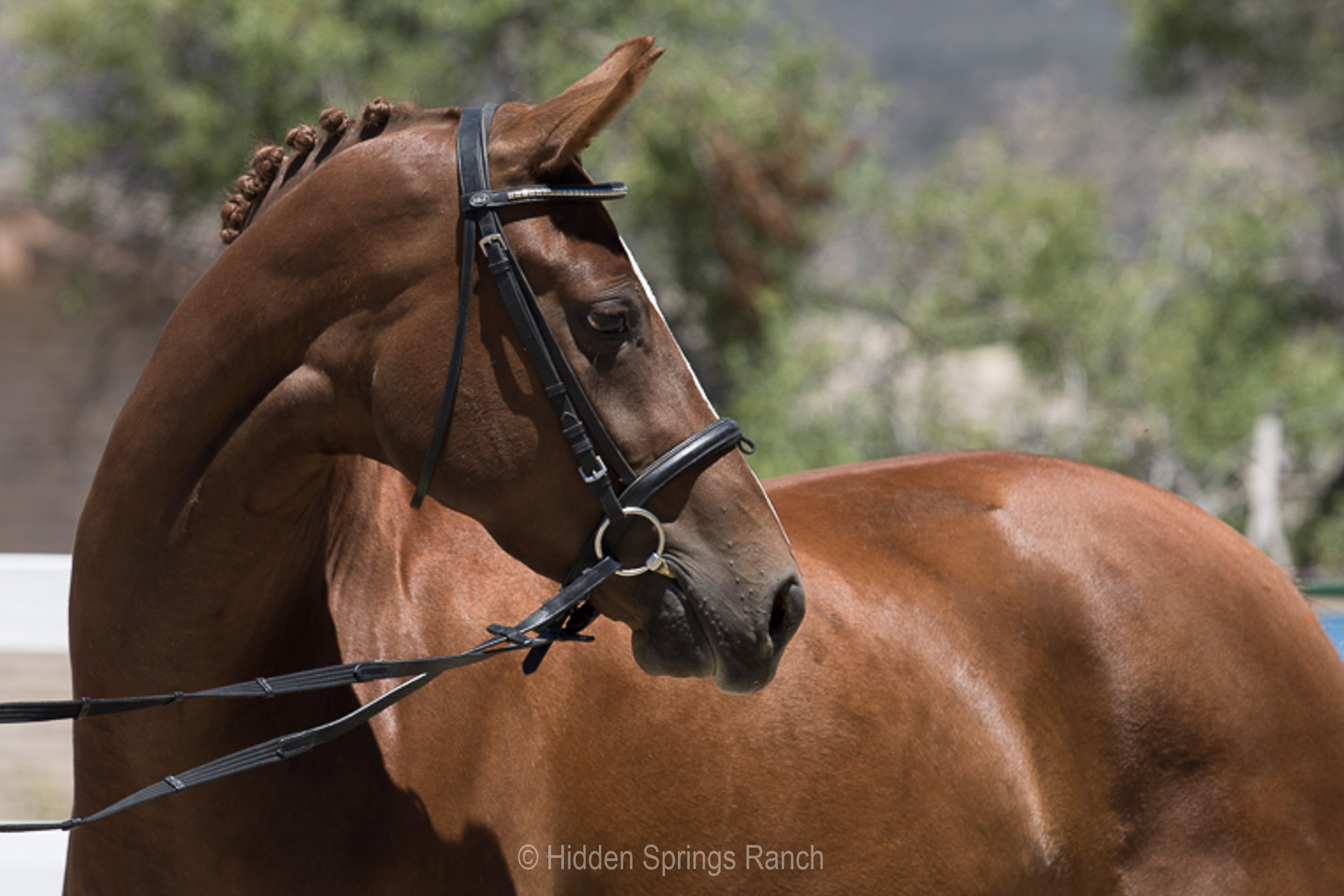 Mare and foal