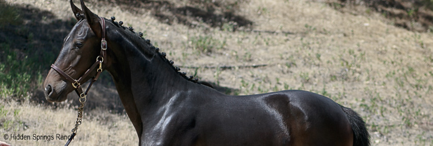 Yearling filly