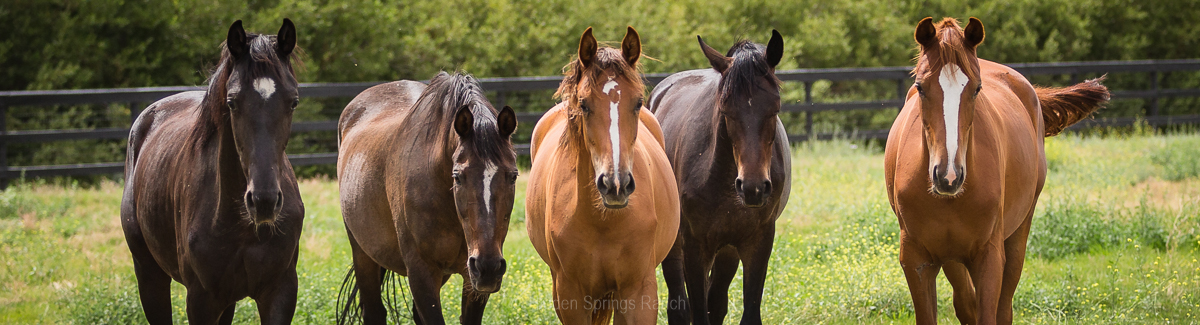 Mares in field